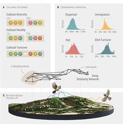 The demographic drivers of cultural evolution in bird song: a multilevel study