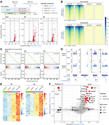 Acute Degradation of Pumilio Proteins Uncovers a Biphasic Post-transcriptional Regulatory Hierarchy Controlling Embryonic Stem Cell Fate Decisions
