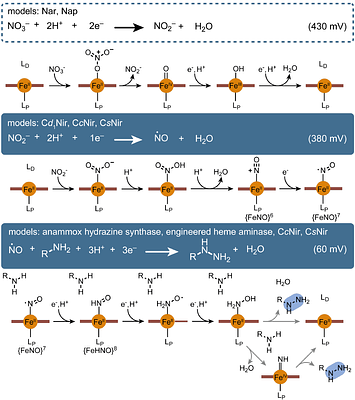 A new heme enzyme family forms hydrazine groups in diverse biosynthetic pathways