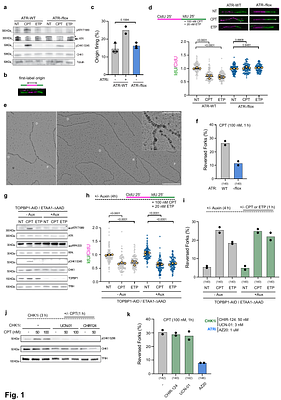 Non-canonical ATR signalling via NBS1 phosphorylation propagates fork slowing from stressed to unperturbed nuclear regions