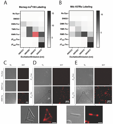 Expanding the palette of trehalose-based fluorophores for live mycobacterial detection