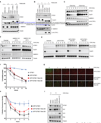 Stabilization of GTSE1 by cyclin D1-CDK4/6 promotes cell proliferation: relevance in cancer prognosis