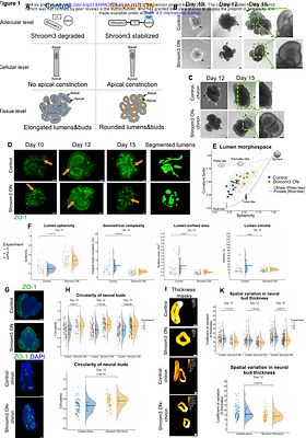 Synthetic lumen rounding directs neural progenitor division mode