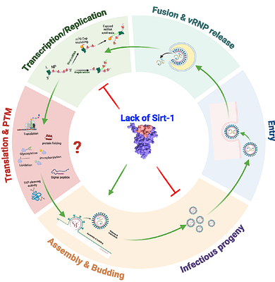 Sirtuin 1 Is Required for Optimal Mammarenavirus Multiplication