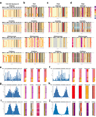 CNVeil resolves haplotype-specific copy number and uncovers subclonal architecture hidden from total copy number profiling in single-cell cancergenomes