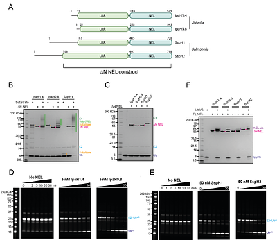 Conformational dynamics of the bacterial E3 ligase SspH1