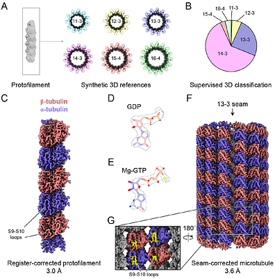 A cryo-EM processing pipeline for microtubules using CryoSPARC