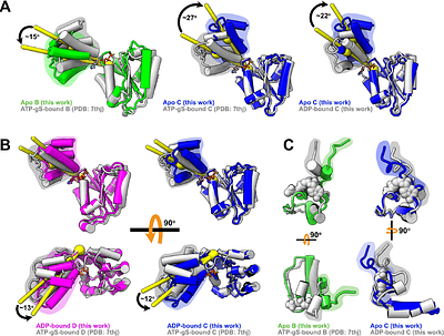 PCNA is a Nucleotide Exchange Factor for the Clamp Loader ATPase Complex
