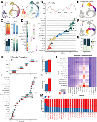 A single cell multi-omic analysis identifies molecular and gene-regulatory mechanisms dysregulated in the developing Down syndrome neocortex