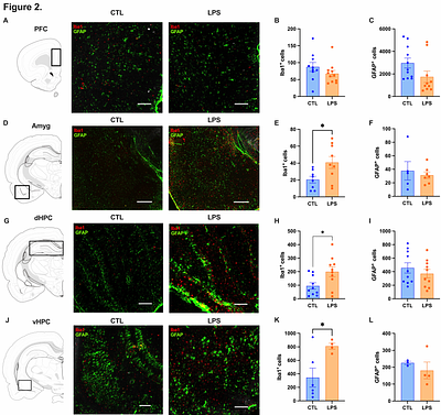 Endotoxemia-induced inflammation in the absence of obesity decreases anxiety-like and impulsive behavior without affecting learning and memory