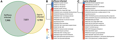 Deciphering Parasitic Strategies: Dual Transcriptomics Reveal Distinct Infection Mechanisms and Gall-like Traits in Rafflesiaceae
