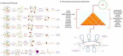Comparative study on chromatin loop callers using Hi-C data reveals their effectiveness