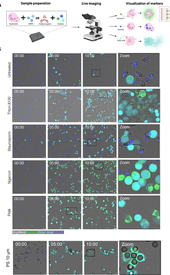 Microplastics cross the murine intestine and induce inflammatory cell death after phagocytosis by human monocytes and neutrophils
