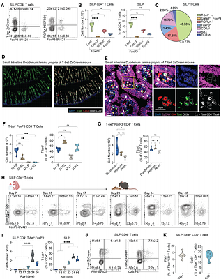 T-bet expressing Tr1 cells driven by dietary signals dominate the small intestinal immune landscape