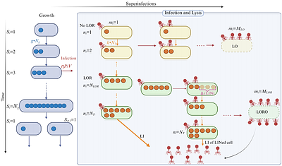 Superinfections Shape Collective Lysis Dynamics in T-Even Phage Infections: Insights from an Individual-Based Model