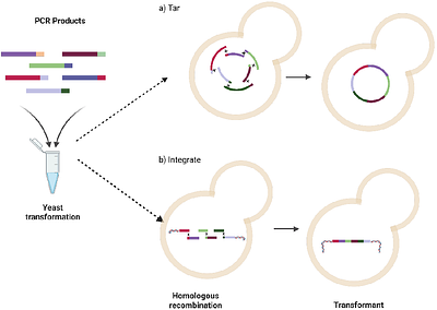 PYEAST - Python Enabled Automated Strain Transformaiton