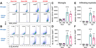 The NOX2-ROS-NLRP3 inflammasome axis in traumatic brain injury