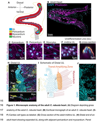 Neural signaling contributes to heart formation and growth in the invertebrate chordate, Ciona robusta.