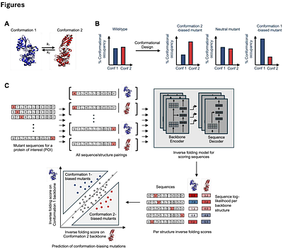 Computational design of conformation-biasing mutations to alter protein functions