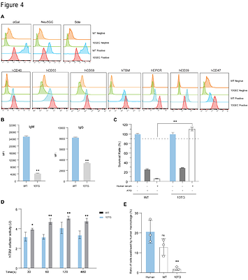 Specific Pathogen Free Ten Gene-Edited Pig Donor for Xenotransplantation