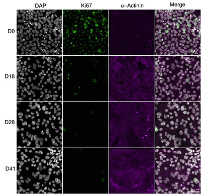 Efficient CRISPR/Cas9-mediated homology independent sequence replacement in vivo and non-dividing primary cells