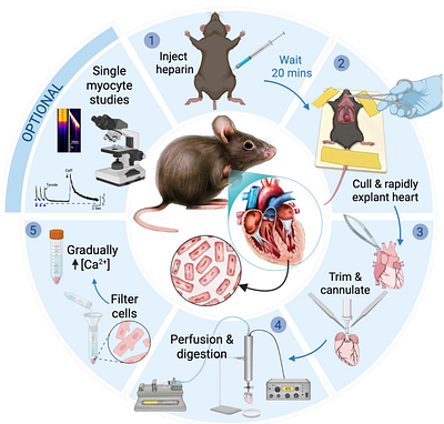 Revisiting Mouse Cardiac Myocyte Isolation: A Simplified Langendorff-based Method