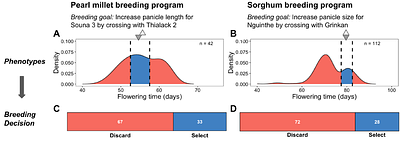 Genomic approaches to build de novo elite breeding gene pools from locally-adapted landraces