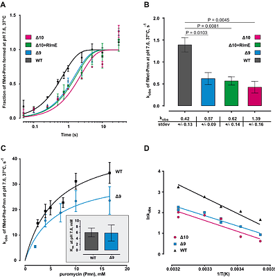 23S rRNA modifications stimulate catalytic activity and prevent the formation of alternative structures