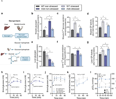 Endocrine-metabolic decoupling drives stress vulnerability in dystrophin deficiency