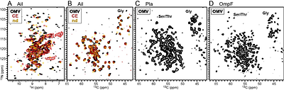 Structure-activity of outer membrane proteins in native bacterial membrane vesicles by solid-state NMR