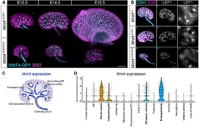 Forming nephrons promote nephron progenitor maintenance and branching morphogenesis via paracrine BMP4 signalling under the control of Wnt4