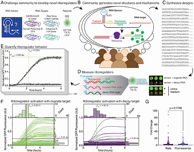 Crowdsourced riboregulators reveal design principles for programmable RNA switching