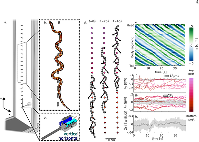 Redundant contacts and force redistribution stabilize limbless vertical climbing