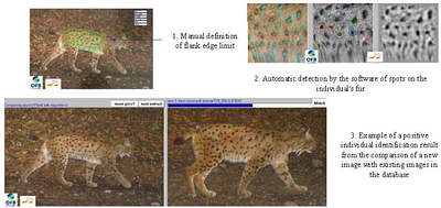 What if wildlife health surveillance was not just for veterinarians? - Opportunistic use of population monitoring by camera traps for syndromic surveillance of the Eurasian lynx (Lynx lynx)
