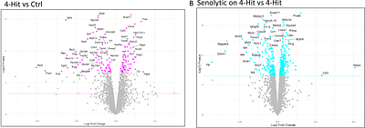 Senescence and DNA Damage-Induced Inflammation Drive Heart Failure with Preserved Ejection Fraction in Cardiovascular Kidney Metabolic Syndrome