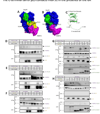 A new FKBP51-GR-p23-Hsp902 multi-cochaperone complex identified and characterized by site-specific in-cell photocrosslinking
