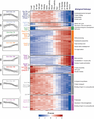 Uncovering zebrafish embryonic proteome dynamics across 16 time points during the first 24 hours of development