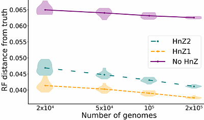Horse, not zebra: accounting for lineage abundance in maximum likelihood phylogenetics