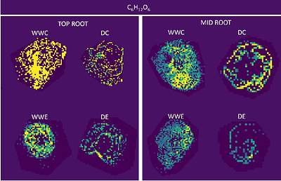 Endophytes induce systemic spatial reprogramming of metabolism in poplar roots under drought
