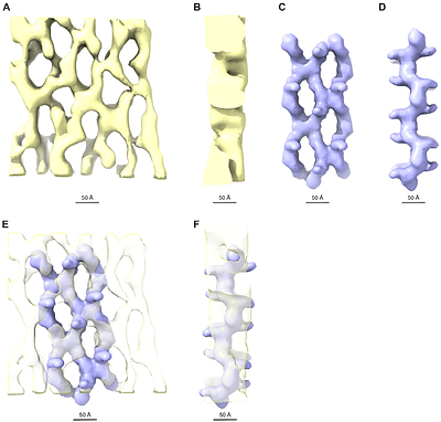 Uromodulin velcro sheets and their interaction with uropathogenic E. coli