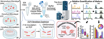 High-Sensitivity Top-Down Proteomics Reveals Enhanced Maturation of Micropatterned Induced Pluripotent Stem Cell-Derived Cardiomyocytes