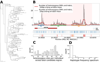 Genetic mapping in the red mason bee Osmia bicornis implicates ANTSR as an ancient sex-determining locus in bees and ants