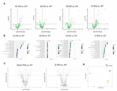 Derlin-mediated ERAD of lipid regulator ORMDL3 safeguards mitochondrial function