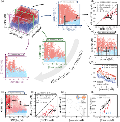 Linking modulation of bio-molecular phase behaviour with collective interactions