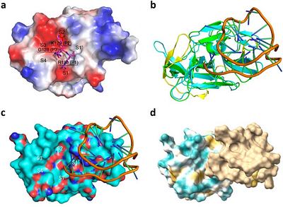 Unraveling Viral peptide-G4 Interactions: the NS3 Protease Domain of Yellow Fever Virus Binds G-Quadruplexes with High Specificity and Affinity