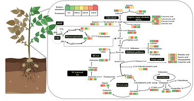 Drought induced metabolomics of potato leaves highlight metabolic reprogramming and promising biomarkers for smart irrigation advisories