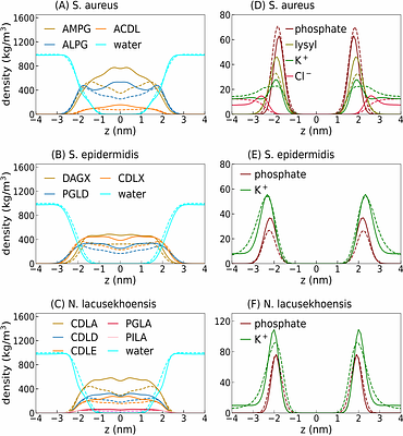 Molecular models for Gram-positive bacterial strains: Assessing membrane properties and small molecule interactions for S.aureus, S. epidermidis and N. lacusekhoensis