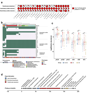 Extensive genomic diversity in Desulfovibrio species reveals species-specific functional traits associated with disease