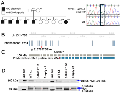 INTS6 loss of function disrupts transcriptional regulation in mild intellectual disability