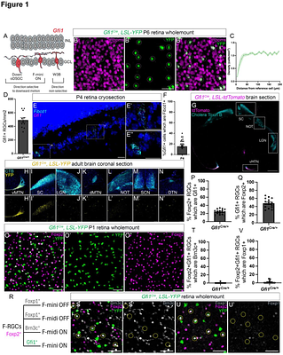 Temporally-segregated dual functions for Gfi1 in the development of retinal direction-selectivity